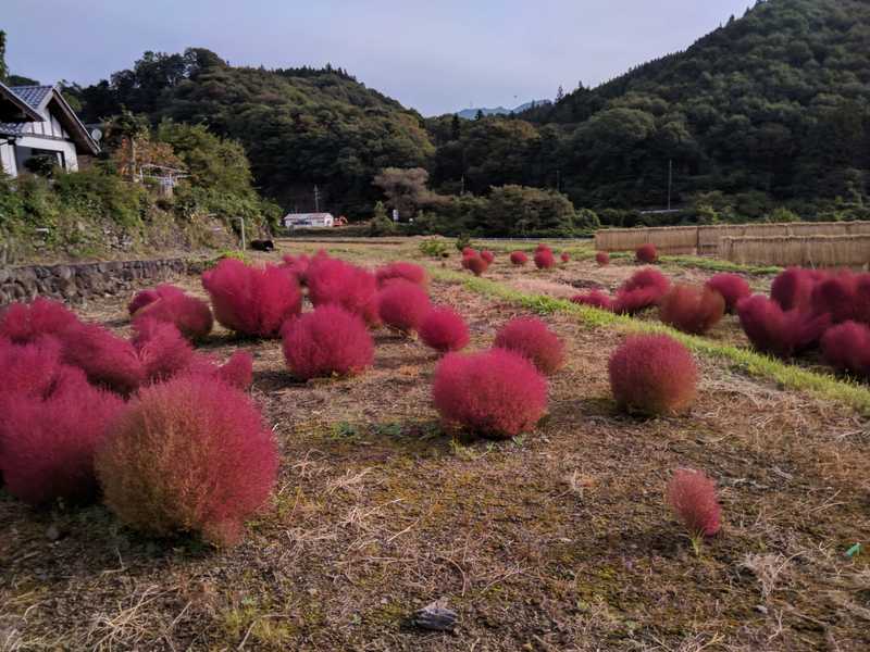 Some weird Japanese plants